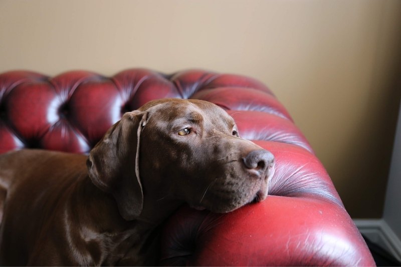 dog bored on a couch