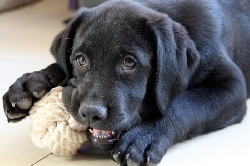 dog playing busy