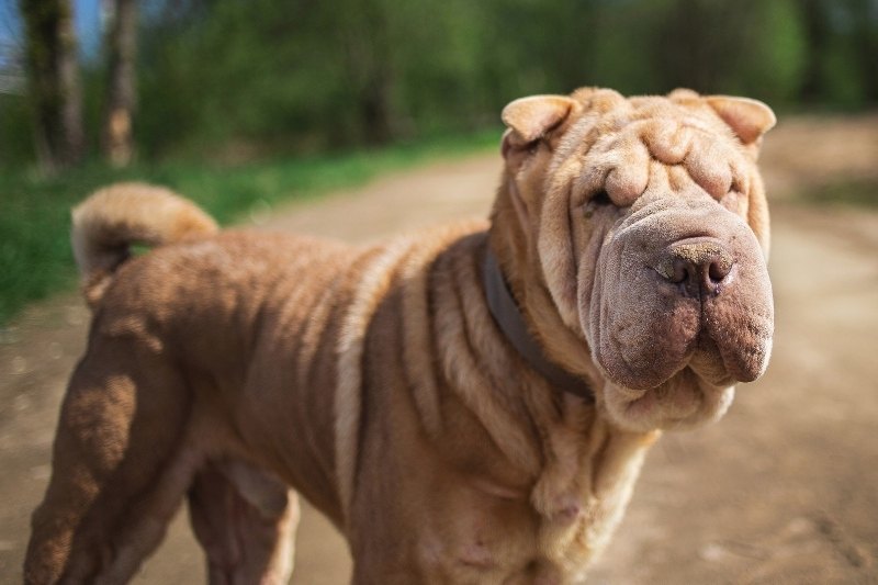 fawn shar pei