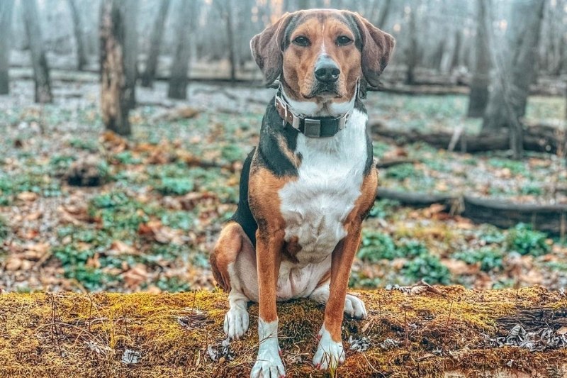 full grown beagle lab mix