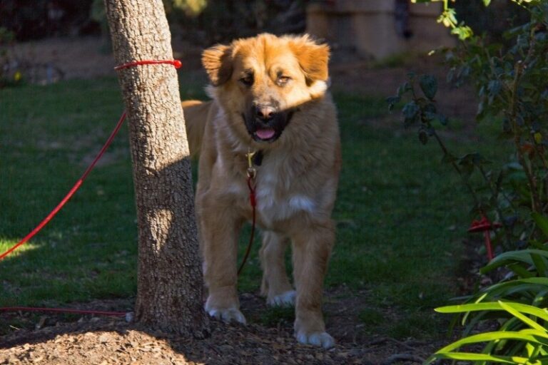 25 adorable German Shepherd mixes (with pictures!)