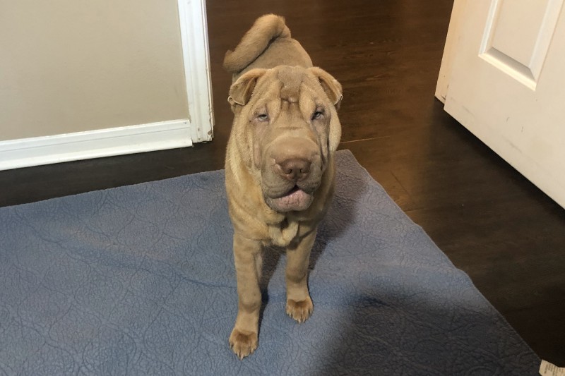 isabella dilute shar pei