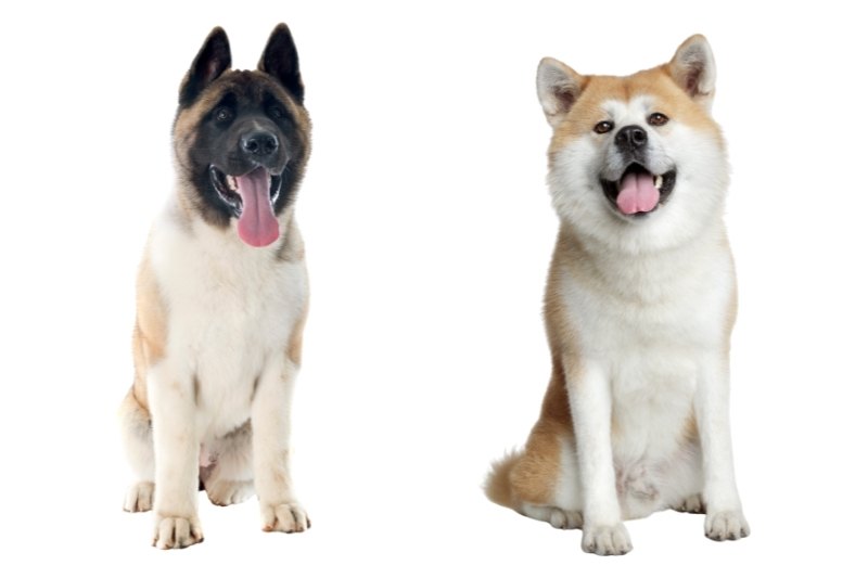 japanese akita american akita