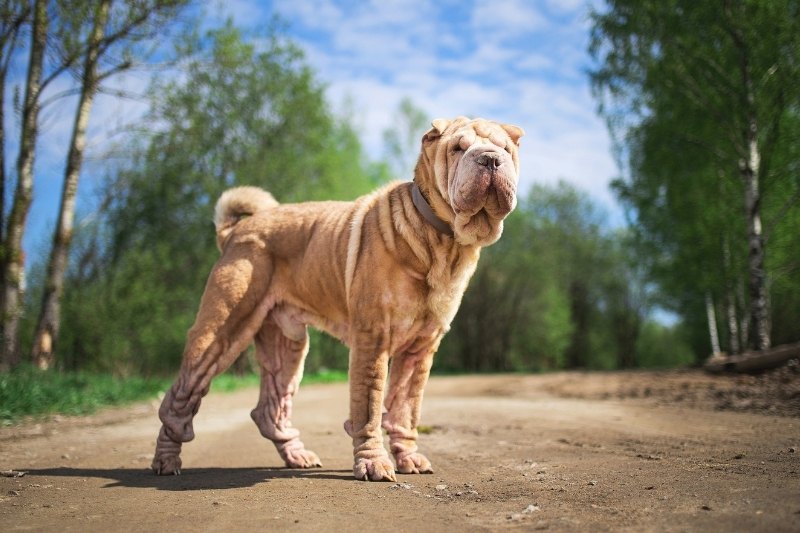 red fawn shar pei