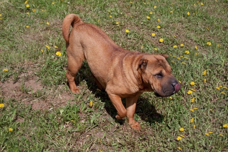 red shar pei color