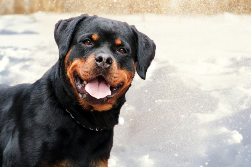 retrato de rottweiler