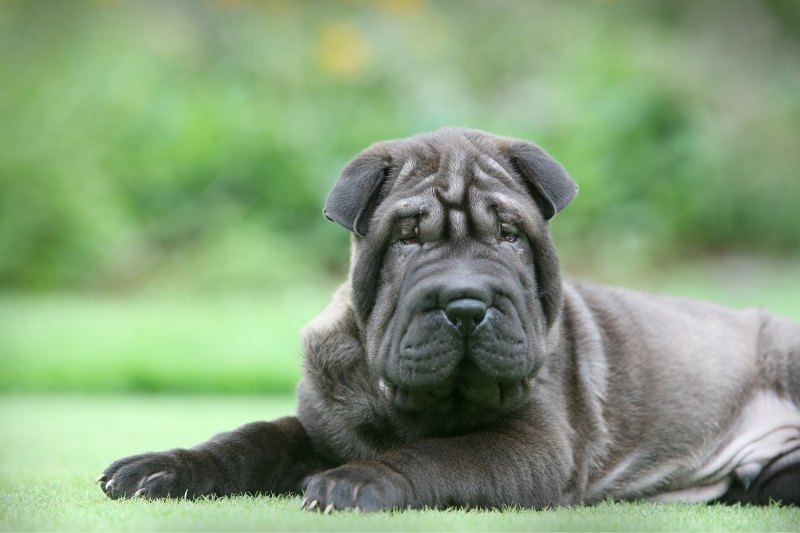 The 21 colors of the Shar-Pei explained (with pictures!)
