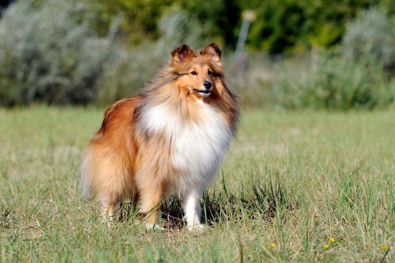shetland sheepdog standing on grass