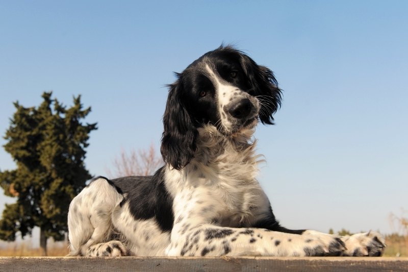 springer spaniel laying
