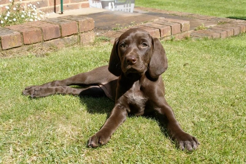 springer vizsla mix