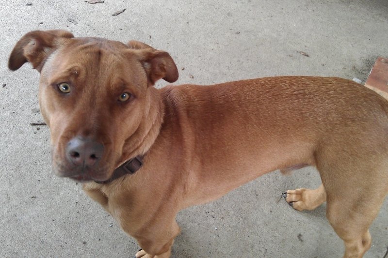 vizsla corgi mix