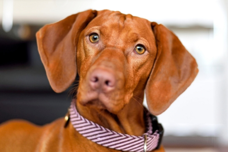 vizsla mix