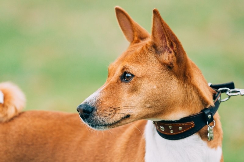 basenji de profil