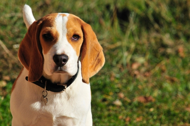 beagle retrato