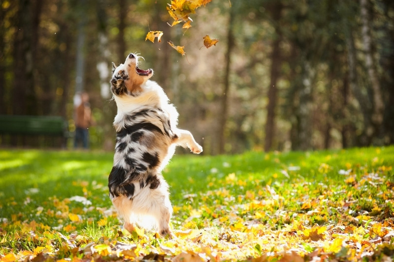 berger australien qui attrape des feuilles