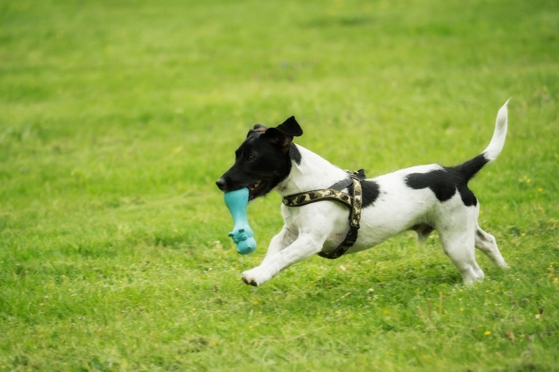 black and white jack russell