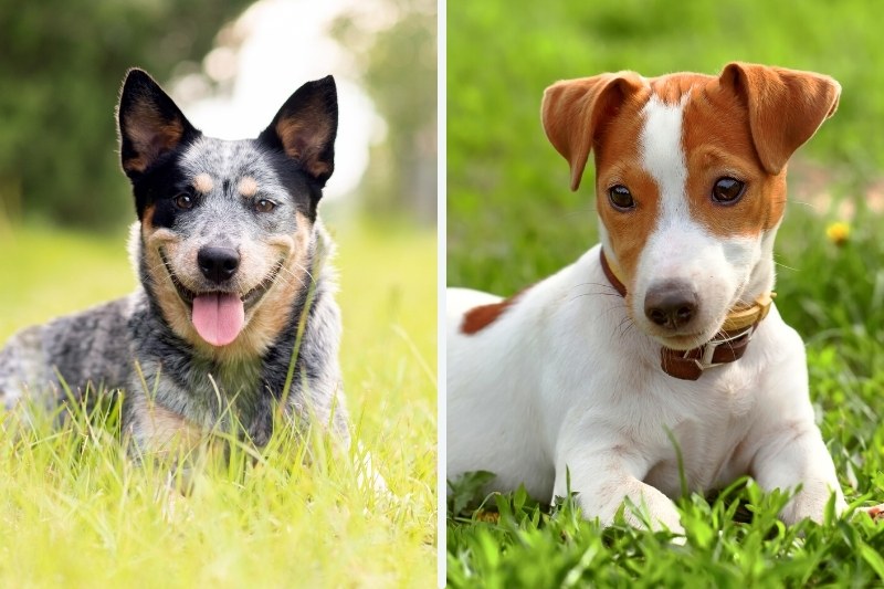 Blue Heeler and Jack Russell mix: everything about this breed