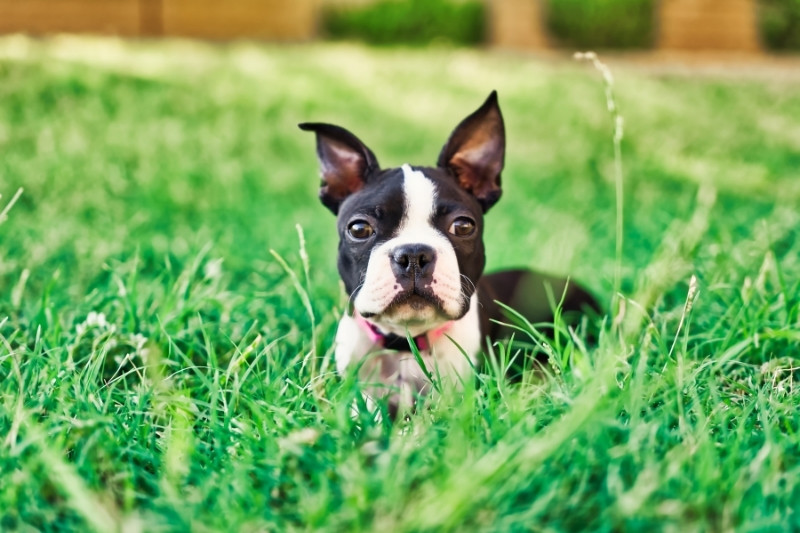 boston terrier tumbado en cesped