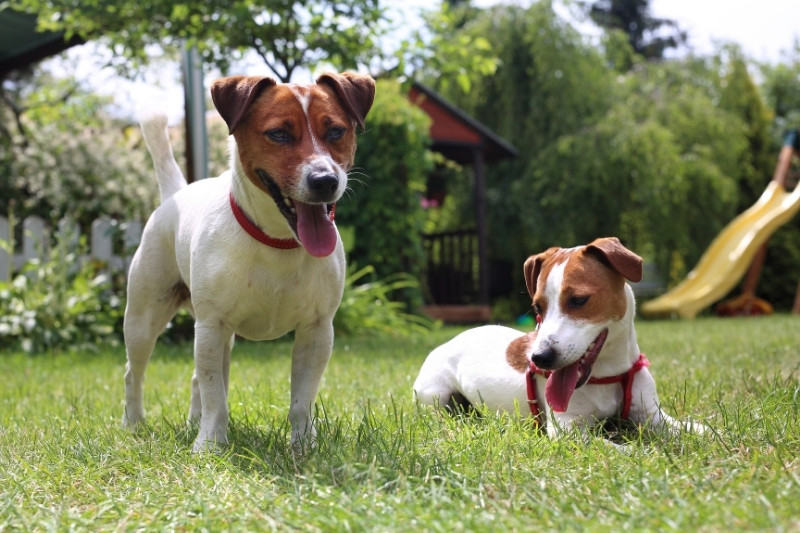 brown white jack russell terrier