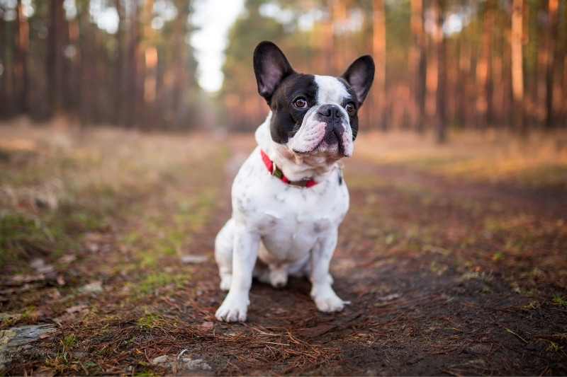 bulldog frances en un bosque