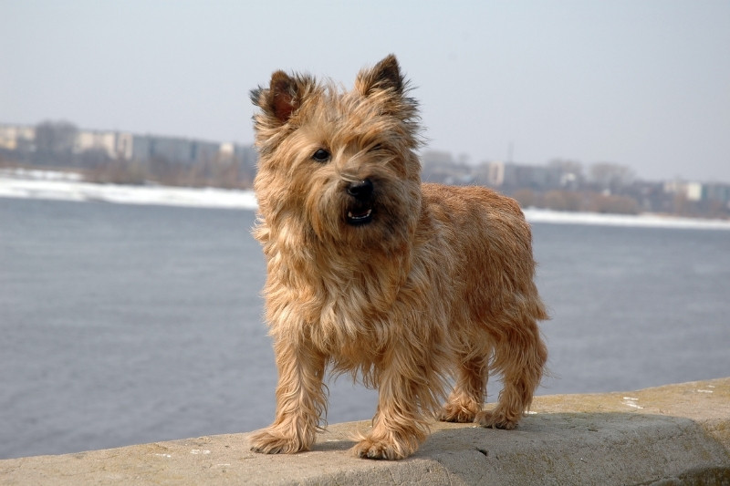 cairn terrier de pie