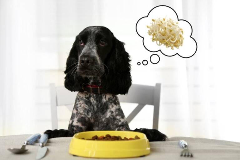 Can dogs eat bean sprouts?