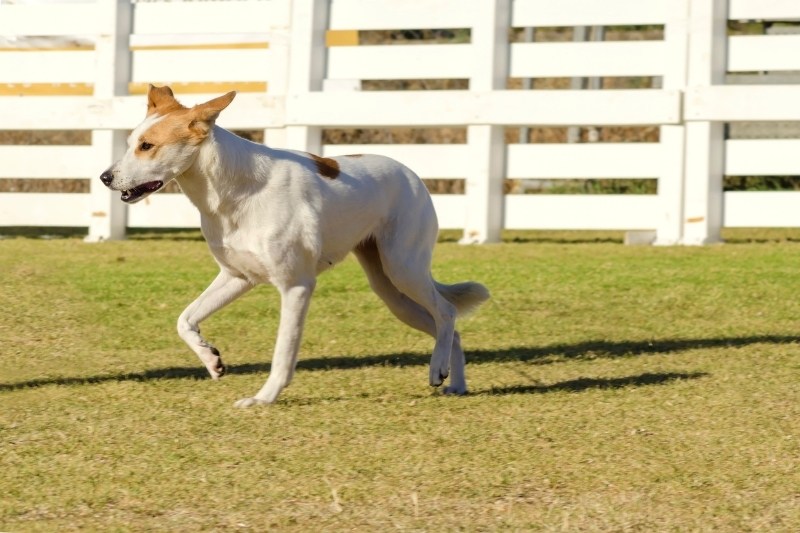 canaan dog running