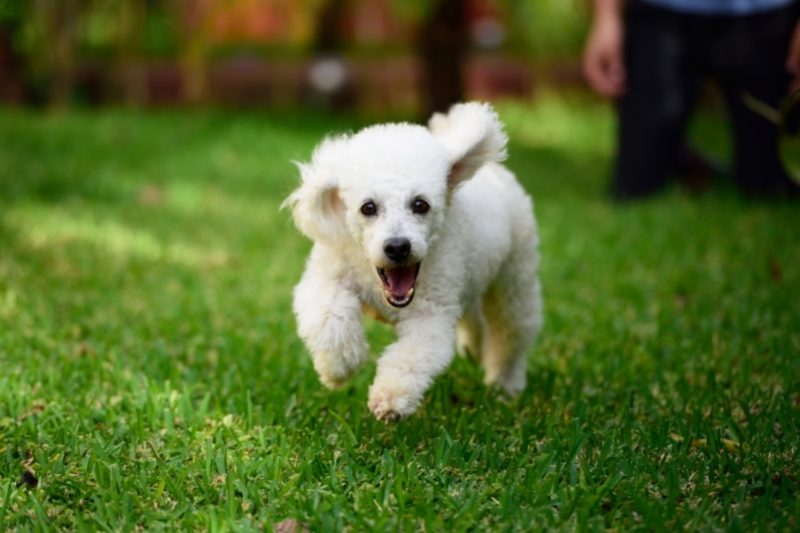 caniche corriendo