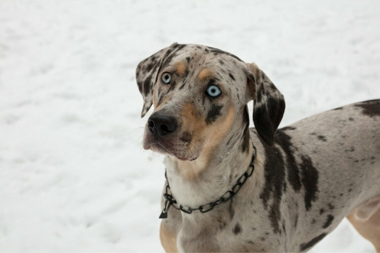 All the Catahoula colors
