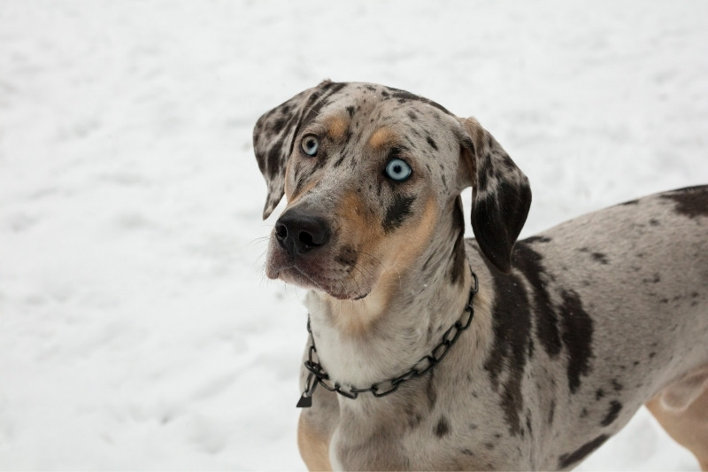 catahoula colors