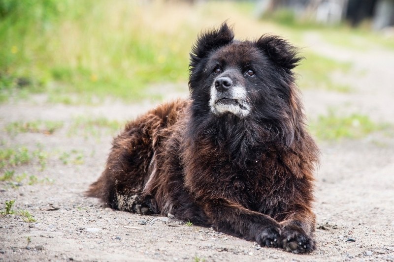 caucasian shepherd laying down