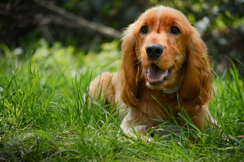 cocker spaniel ingles tumbado en cesped