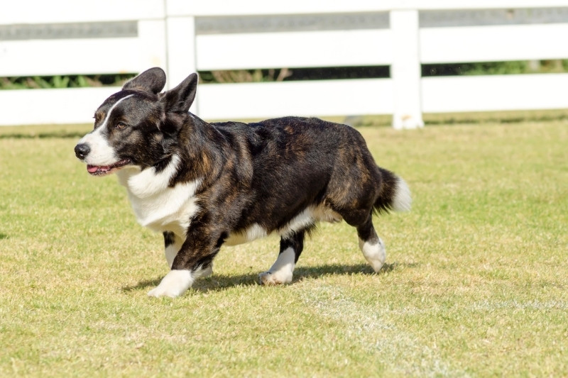 corgi cardigan caminando