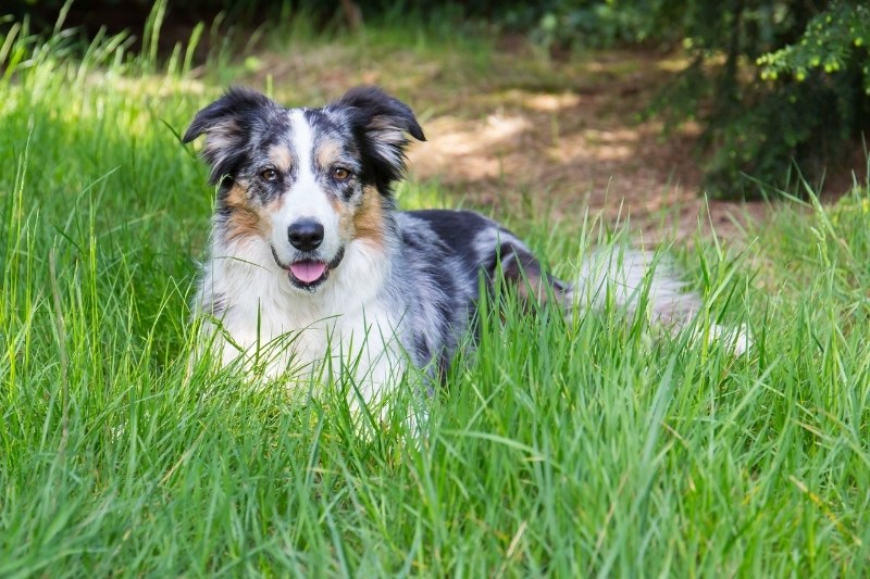 couleurs robes border collie bleu merle