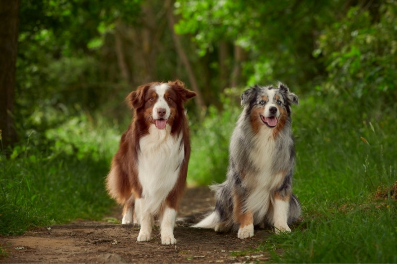 deux bergers australiens assis