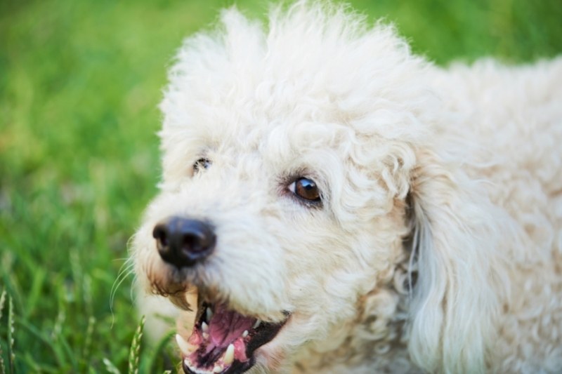 do poodles bark a lot