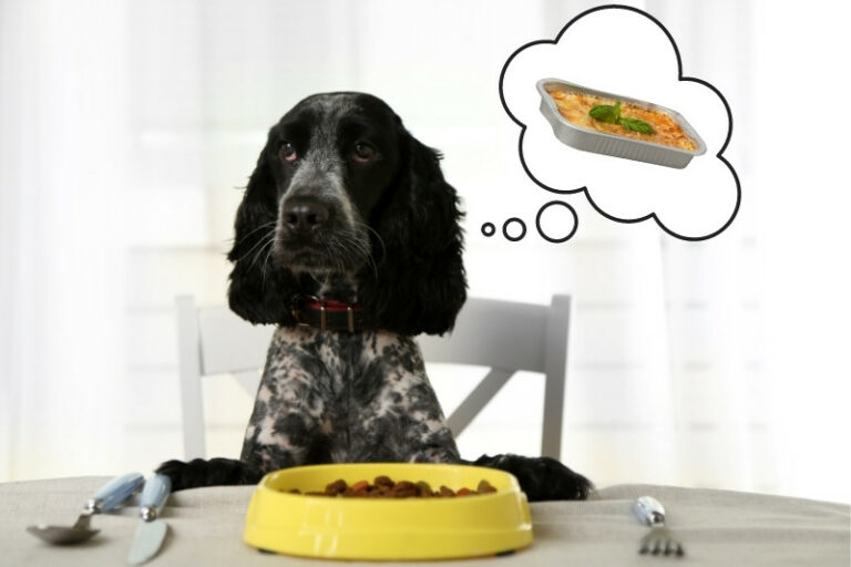 Can dogs eat lasagna? The answer from a vet!