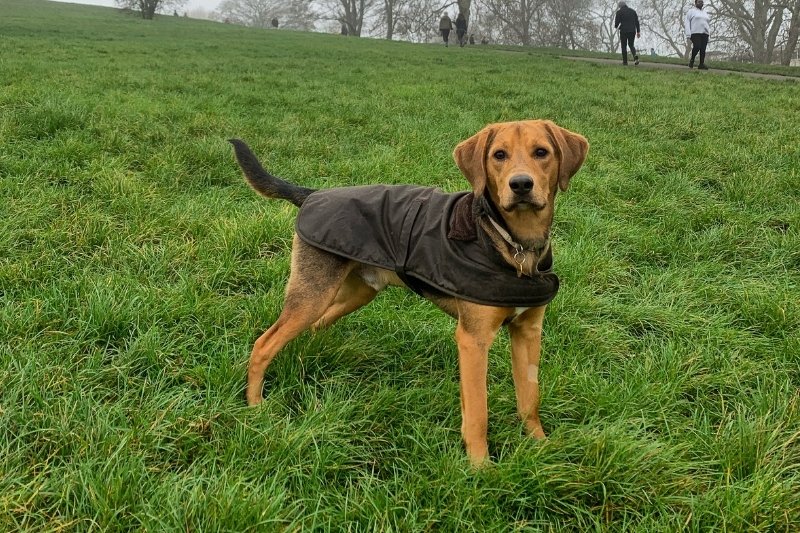 foto de un beagador