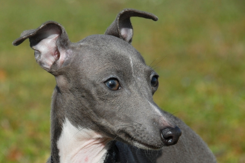 galgo italiano retrato de lado