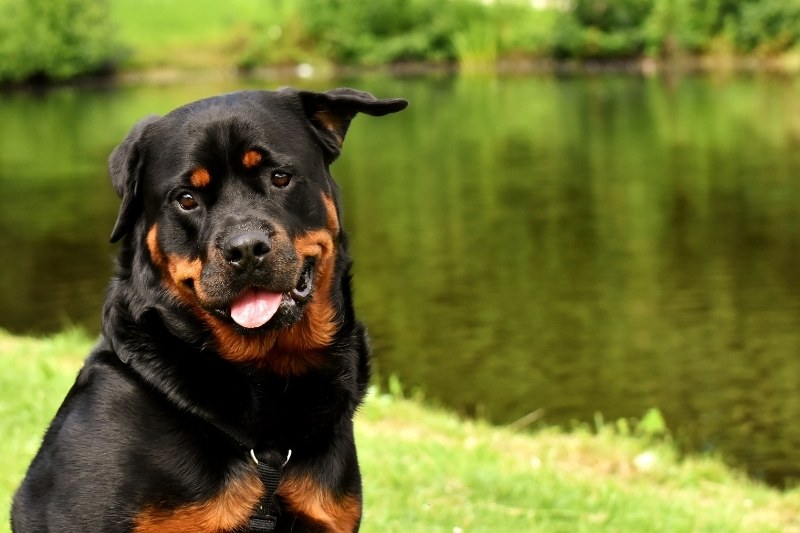 German vs American Rottweiler: what are the differences?