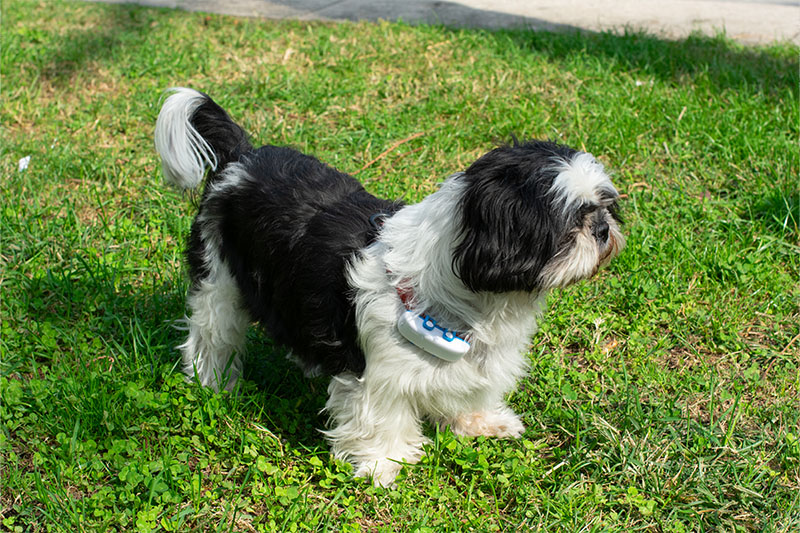 gps chien tractive avis