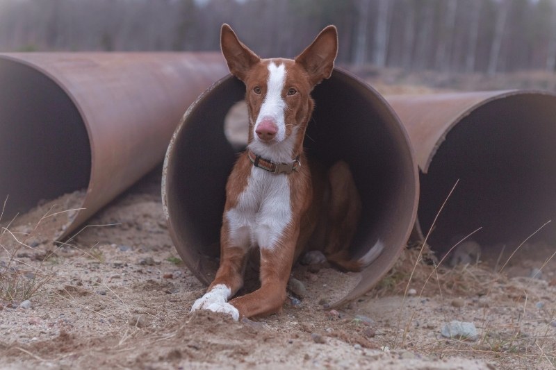 ibizan hound laying down