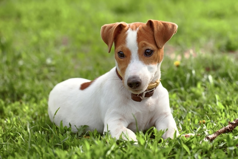 jack russell laying