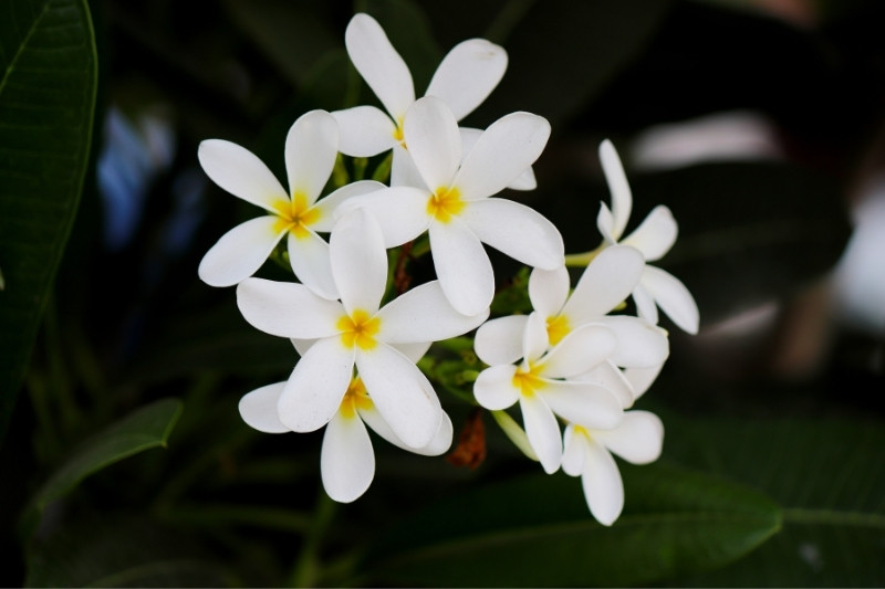 jasmine flower