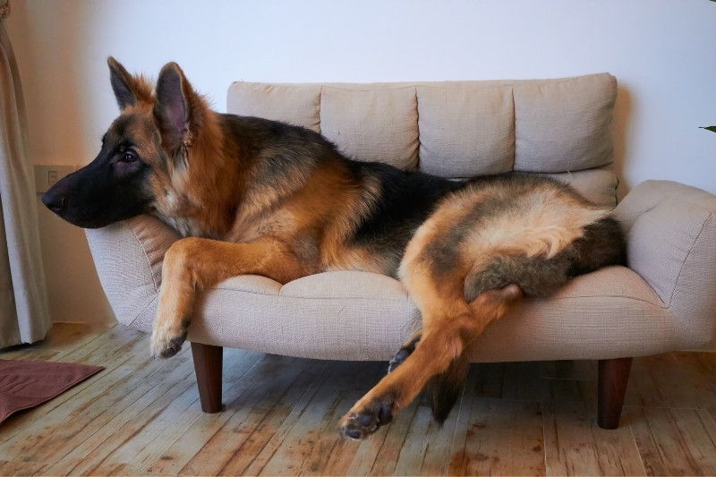 king shepherd on couch