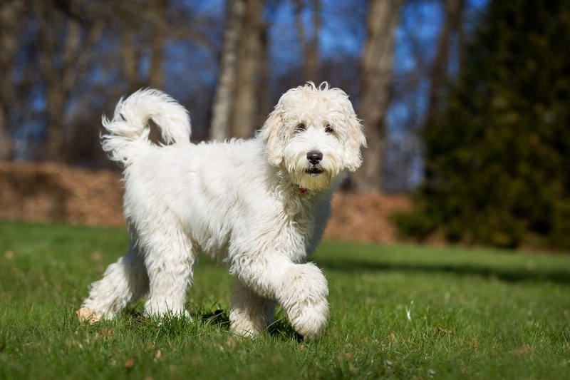 labradoodle en la naturaleza