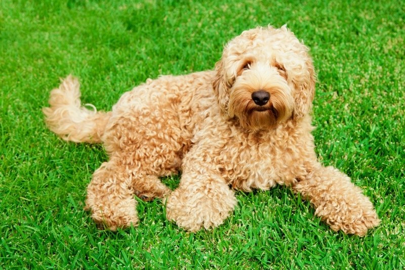 Labradoodle: everything about this Labrador and Poodle Mix