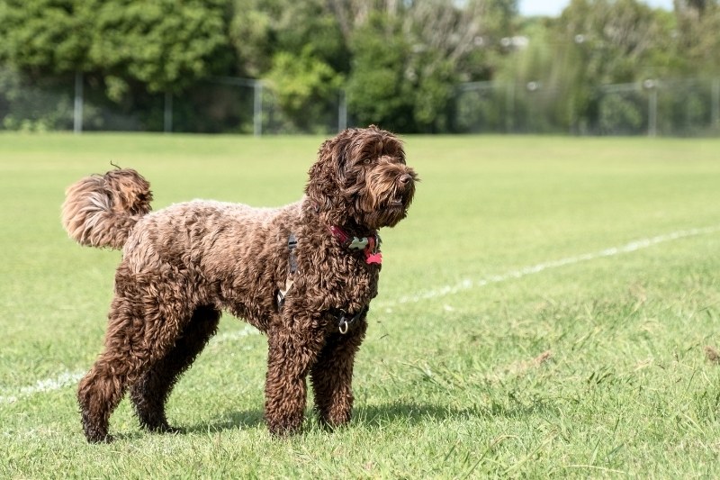 labrador poodle mix