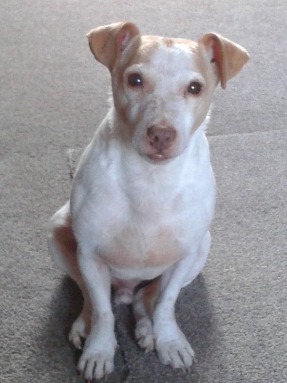 lemon and white jack russell