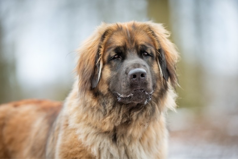 leonberger dog portrait